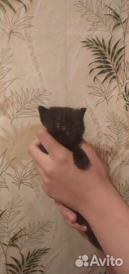 Котята в добрые руки даром