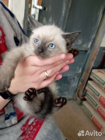 Сиамский кот