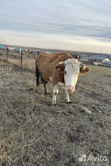 Корова высокоудойная