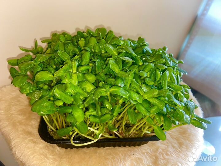 Микрозелень подсолнечник