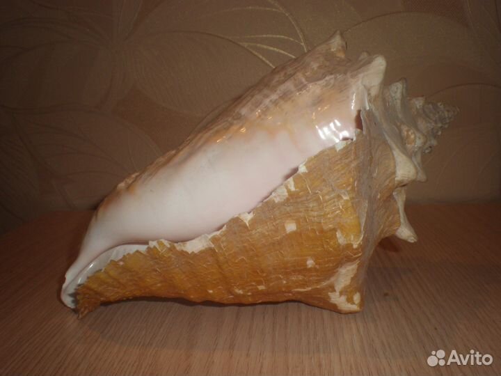 Морская ракушка