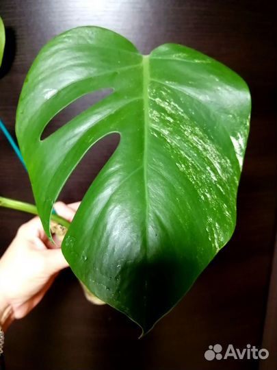 Монстера варигатная альба