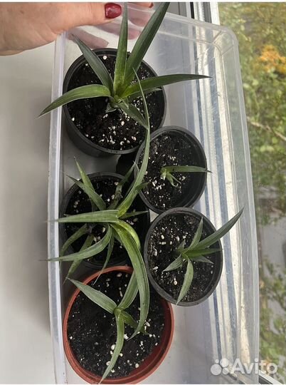 Мини ананас