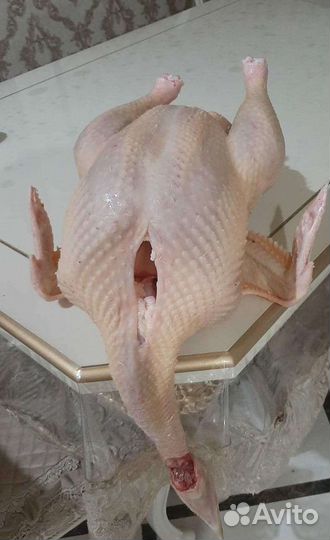 Индюки, индейки, утки, гуси