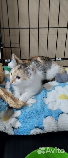 Малышка в семью