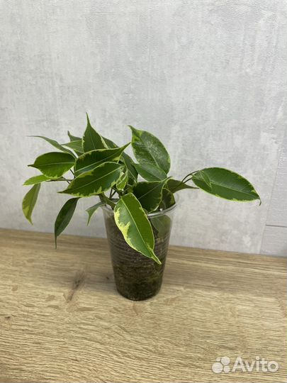 Фикус бенджамина