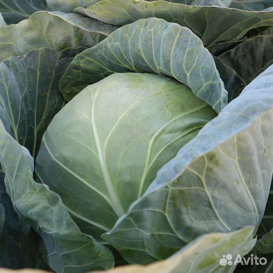 Семена Капусты 