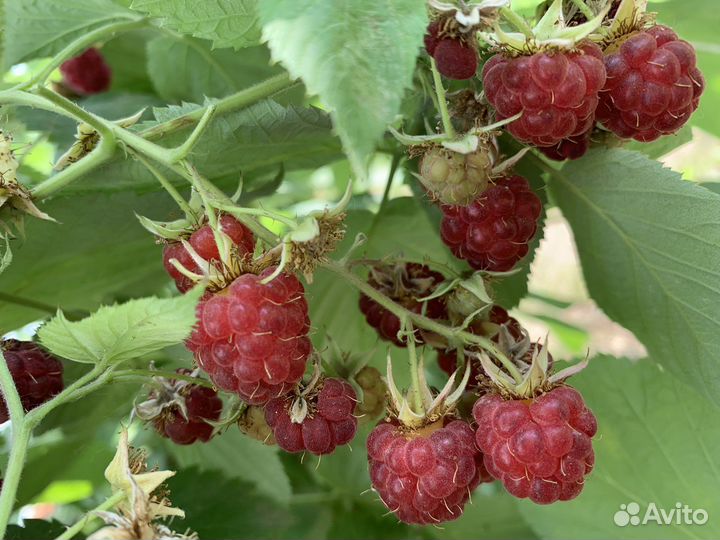 Саженцы.Ремонтантная малина красная