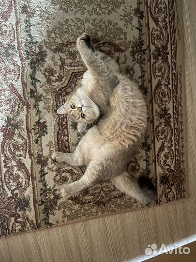 Отдам кота в добрые руки