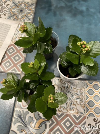 Комнатные цветы каланхоэ