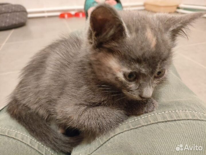 Котята серый мальчик и черепаховая девочка. В дар