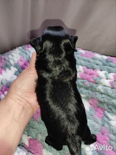 Чёрный Принц