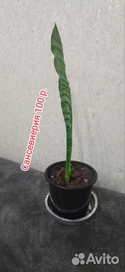 Плекрантус Панданус Нефролепсис Аглаонема Санса