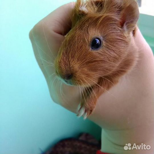 Малышки морские свинки