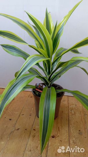 Драцена фрагранс Лемон Лайм