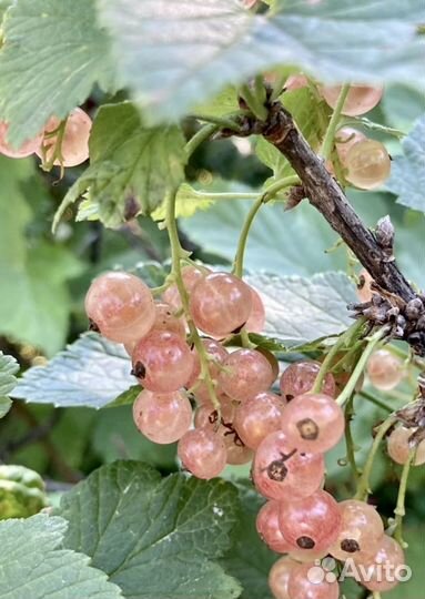 Смородина красная,роз-я,крыжовник,черемуха,руккола