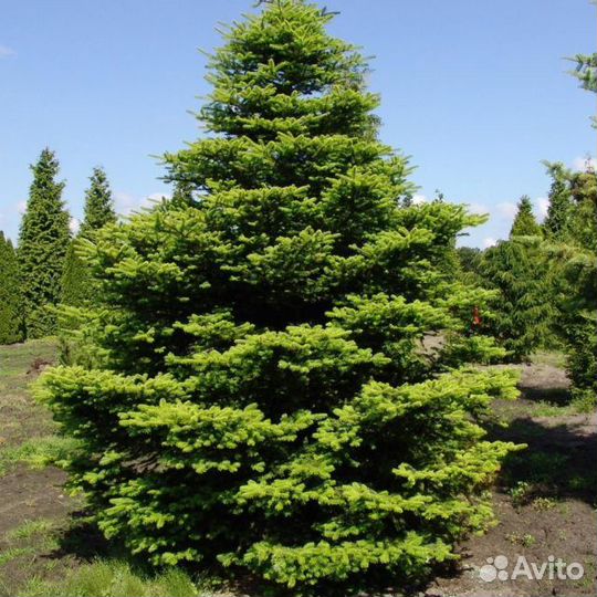 Пихты различных и редких сортов, саженцы зкс