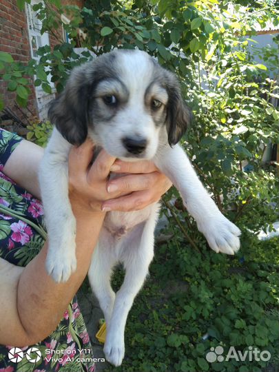 Щенки в добрые руки даром