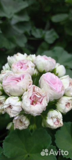 Пеларгония юв Дайнерис