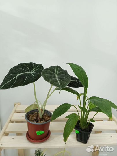 Комнатные растения цветы