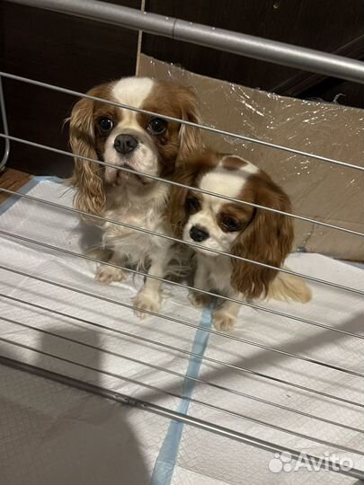 Кавалер кинг чарльз Спаниель