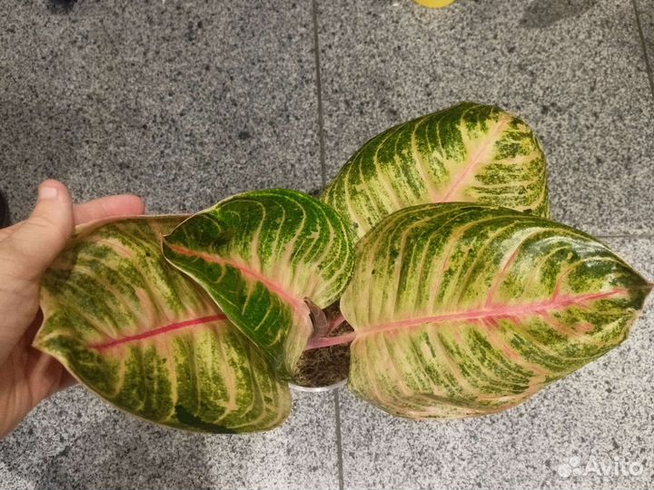 Аглаонема тайские