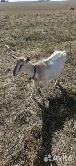 Коза дойная