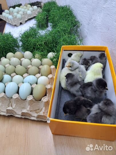 Амераукана