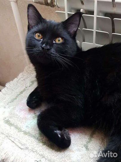 Британский котенок черный самец Симоня 7мес привит
