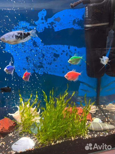 Аквариум с рыбками