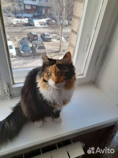 Кошки в добрые руки