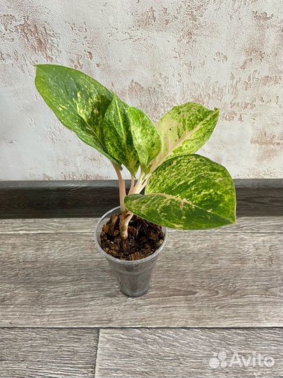 Аглаонемы сортовые (Таиланд)