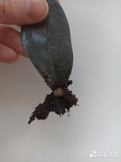 Замиокулькас черный равен