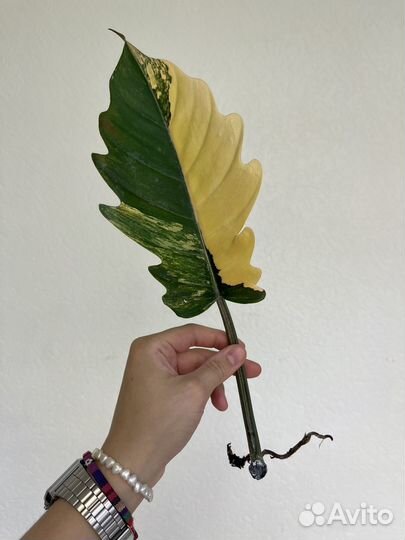 Филодендрон Карамель Марбл