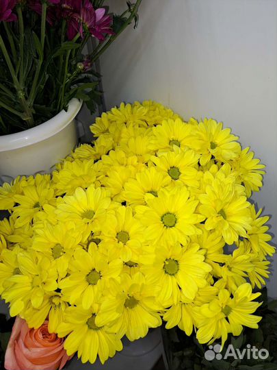 Хризантема кустовая