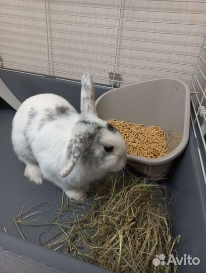 Кролик декоративный Баран