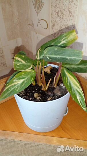 Сансевиерия