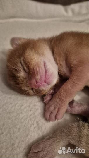 Абиссинские котята