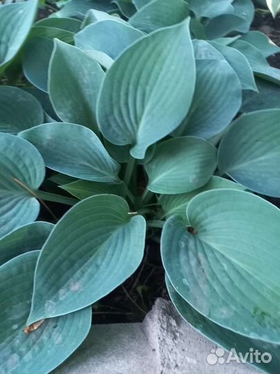 Набор хост/1