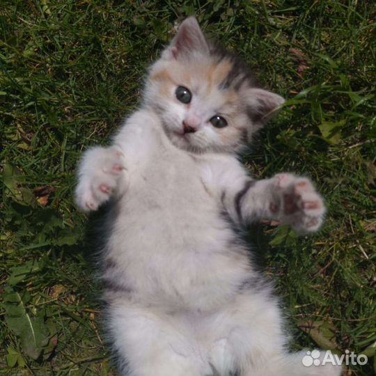 Кошечка 2 месяца, в дар