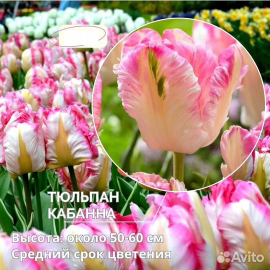 Махровые Тюльпаны -Европейская поставка