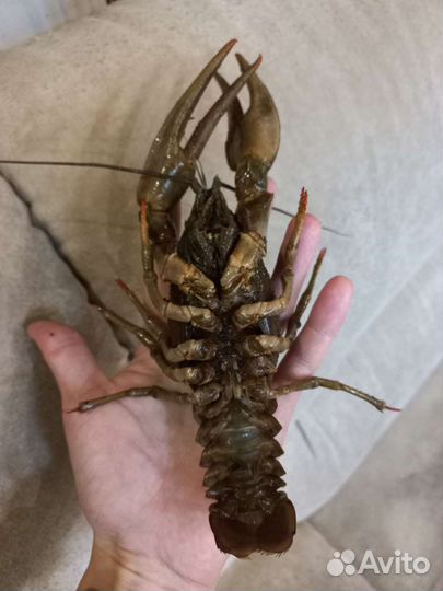 Живые и вареные раки