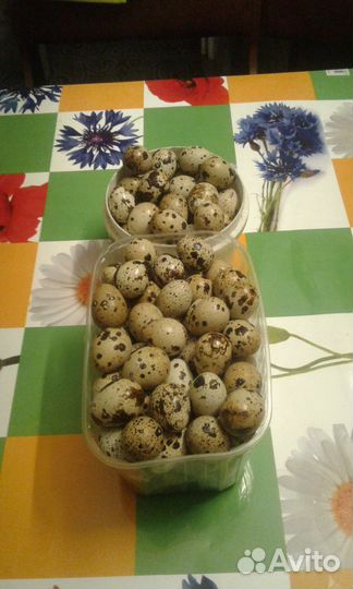 Яйца перепелиные