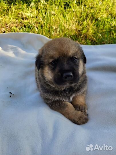 Щенки лабрадора помесь