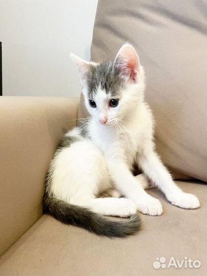 Маленький котёнок, ласковый топотушка ищет семью