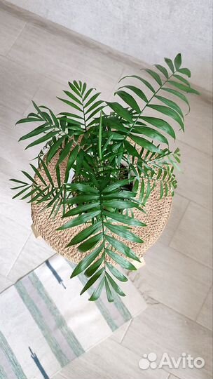 Пальма хамедорея