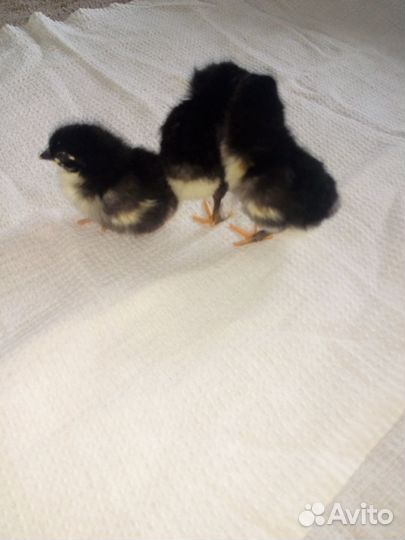 Продам цыплят марана