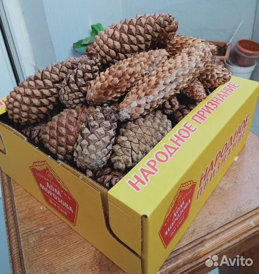 Шишки закрытые сосновые