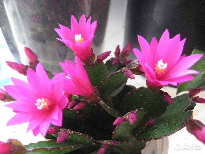 Шлюмбергера, рипсалидопсис