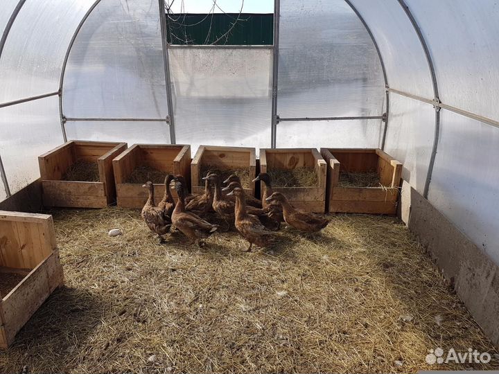 Подсадные утки, кряква